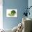 Two Half Broccoli Florets-Janne Peters-Photographic Print displayed on a wall