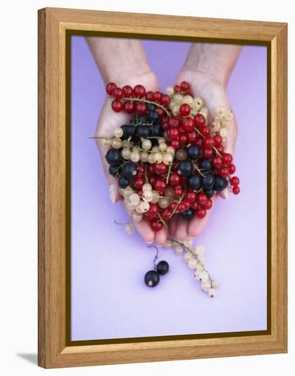 Two Hands Holding Black, Red and White Currants-Marc O^ Finley-Framed Premier Image Canvas