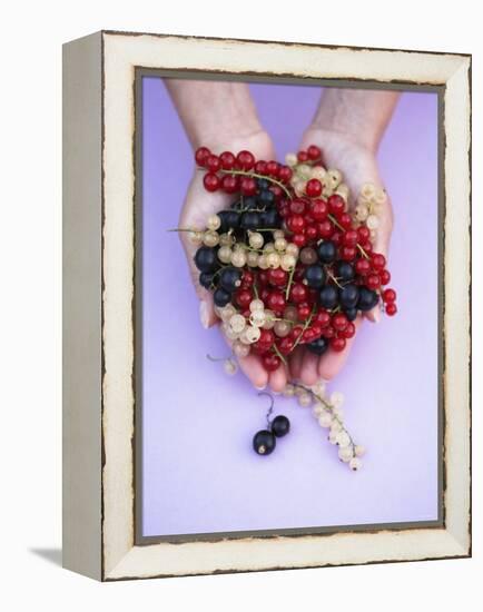 Two Hands Holding Black, Red and White Currants-Marc O^ Finley-Framed Premier Image Canvas