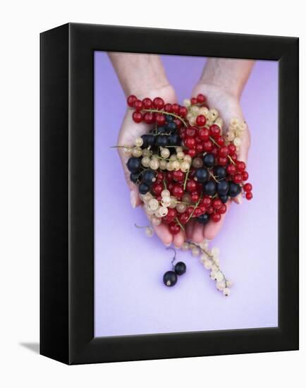 Two Hands Holding Black, Red and White Currants-Marc O^ Finley-Framed Premier Image Canvas