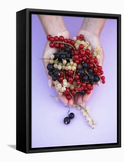 Two Hands Holding Black, Red and White Currants-Marc O^ Finley-Framed Premier Image Canvas