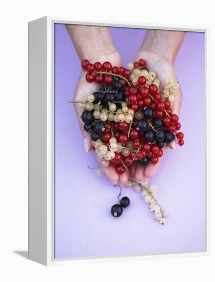 Two Hands Holding Black, Red and White Currants-Marc O^ Finley-Framed Premier Image Canvas