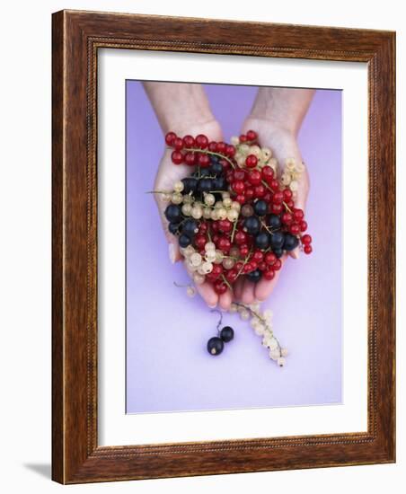 Two Hands Holding Black, Red and White Currants-Marc O^ Finley-Framed Photographic Print