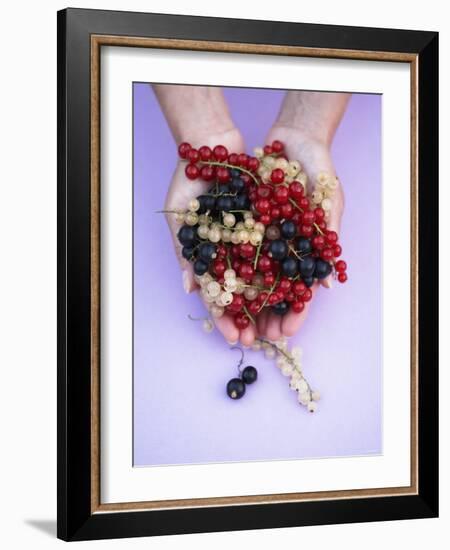 Two Hands Holding Black, Red and White Currants-Marc O^ Finley-Framed Photographic Print