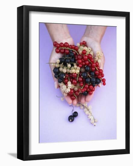 Two Hands Holding Black, Red and White Currants-Marc O^ Finley-Framed Photographic Print