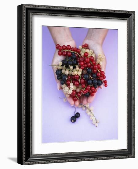 Two Hands Holding Black, Red and White Currants-Marc O^ Finley-Framed Photographic Print