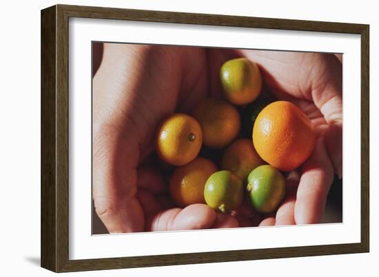 Two Hands Holding Calamansi Fruit, A Small Citrus Fruit Associated With Filipino Food And Cooking-Shea Evans-Framed Photographic Print