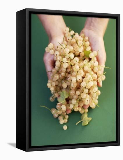 Two Hands Holding White Currants-Marc O^ Finley-Framed Premier Image Canvas