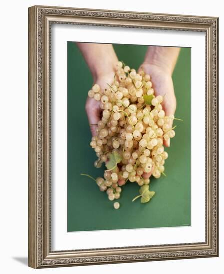 Two Hands Holding White Currants-Marc O^ Finley-Framed Photographic Print