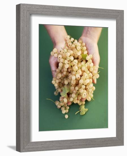 Two Hands Holding White Currants-Marc O^ Finley-Framed Photographic Print