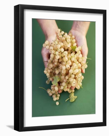 Two Hands Holding White Currants-Marc O^ Finley-Framed Photographic Print