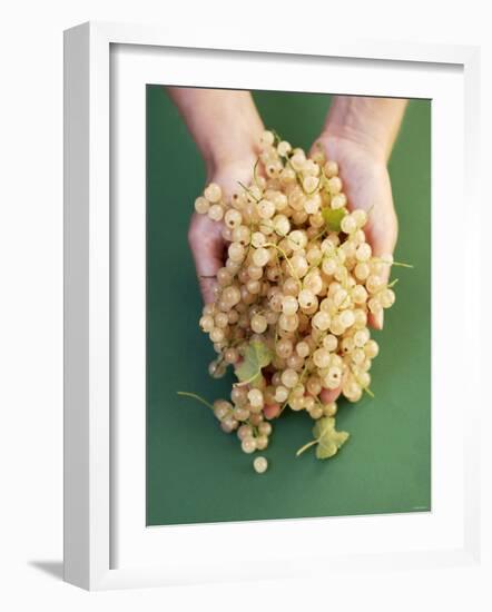 Two Hands Holding White Currants-Marc O^ Finley-Framed Photographic Print