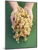 Two Hands Holding White Currants-Marc O^ Finley-Mounted Photographic Print