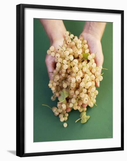 Two Hands Holding White Currants-Marc O^ Finley-Framed Photographic Print