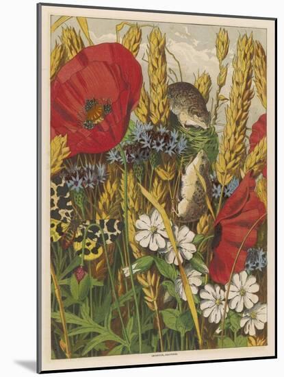 Two Harvest Mice Among the Ears of Corn and Poppies-null-Mounted Art Print