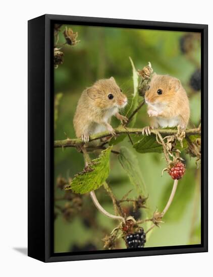 Two Harvest Mice Perching on Bramble with Blackberries, UK-Andy Sands-Framed Premier Image Canvas