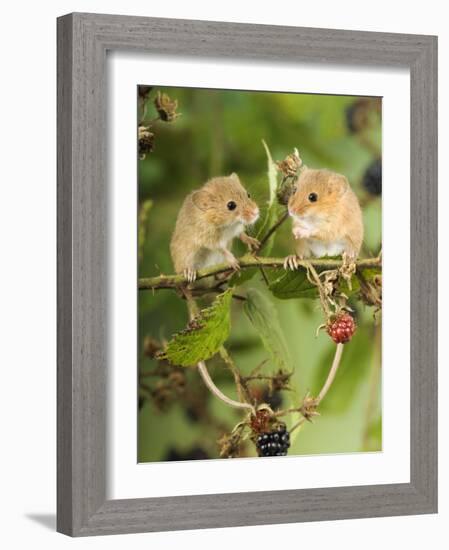 Two Harvest Mice Perching on Bramble with Blackberries, UK-Andy Sands-Framed Photographic Print