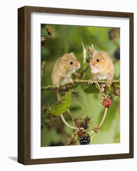 Two Harvest Mice Perching on Bramble with Blackberries, UK-Andy Sands-Framed Photographic Print