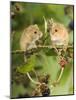 Two Harvest Mice Perching on Bramble with Blackberries, UK-Andy Sands-Mounted Photographic Print