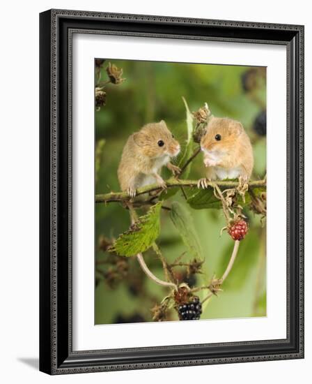 Two Harvest Mice Perching on Bramble with Blackberries, UK-Andy Sands-Framed Photographic Print