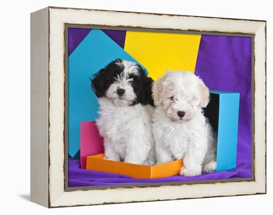 Two Havanese Puppies Sitting Together Surrounded by Colors, California, USA-Zandria Muench Beraldo-Framed Premier Image Canvas