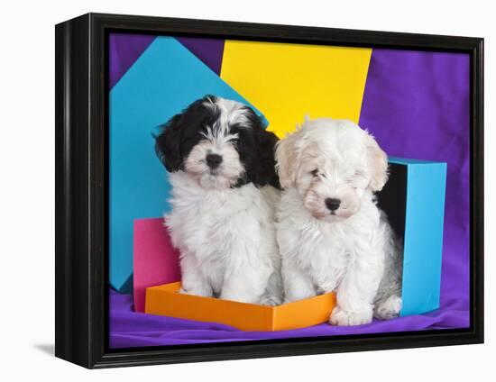 Two Havanese Puppies Sitting Together Surrounded by Colors, California, USA-Zandria Muench Beraldo-Framed Premier Image Canvas