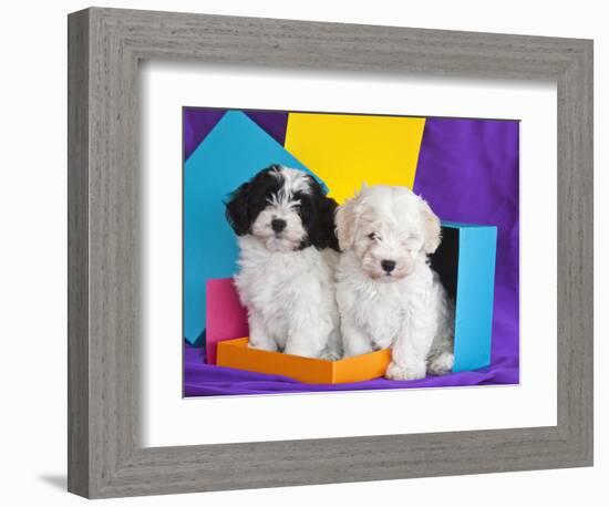 Two Havanese Puppies Sitting Together Surrounded by Colors, California, USA-Zandria Muench Beraldo-Framed Photographic Print