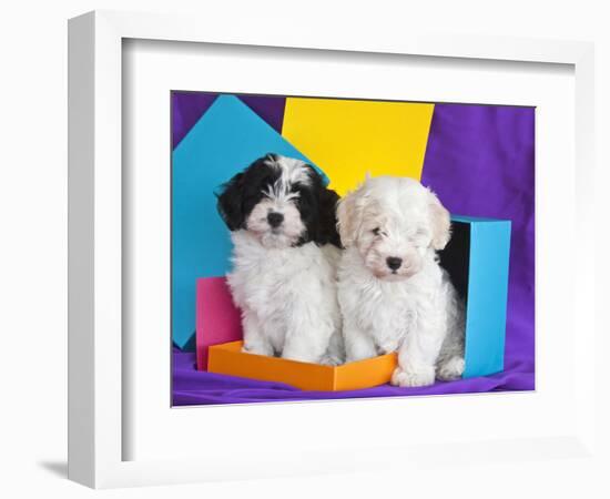 Two Havanese Puppies Sitting Together Surrounded by Colors, California, USA-Zandria Muench Beraldo-Framed Photographic Print