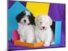 Two Havanese Puppies Sitting Together Surrounded by Colors, California, USA-Zandria Muench Beraldo-Mounted Photographic Print