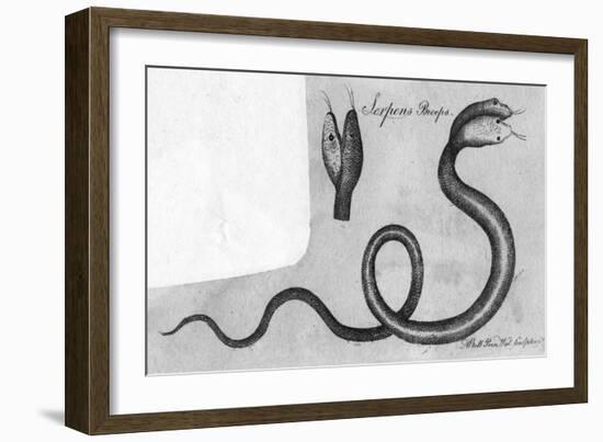 Two-Headed Snake, C.1770-A Bell-Framed Art Print
