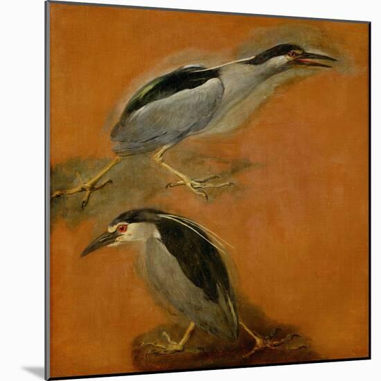 Two herons-Pieter Boel-Mounted Giclee Print