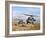 Two HH-60 Pavehawk Helicopters Preparing to Land-Stocktrek Images-Framed Photographic Print