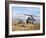 Two HH-60 Pavehawk Helicopters Preparing to Land-Stocktrek Images-Framed Photographic Print