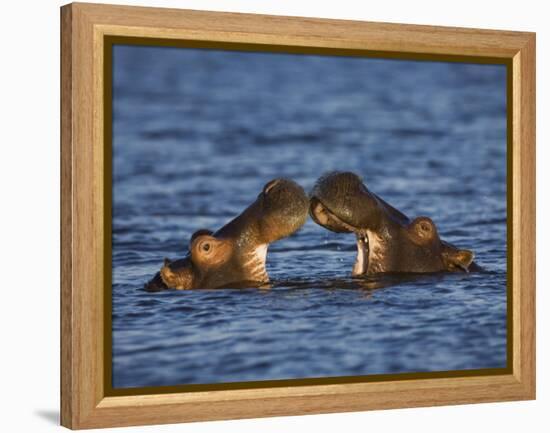 Two Hippopotamus Play Fighting, Chobe National Park, Botswana-Tony Heald-Framed Premier Image Canvas