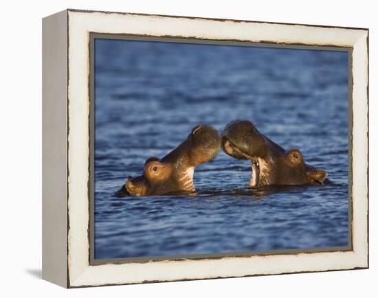 Two Hippopotamus Play Fighting, Chobe National Park, Botswana-Tony Heald-Framed Premier Image Canvas