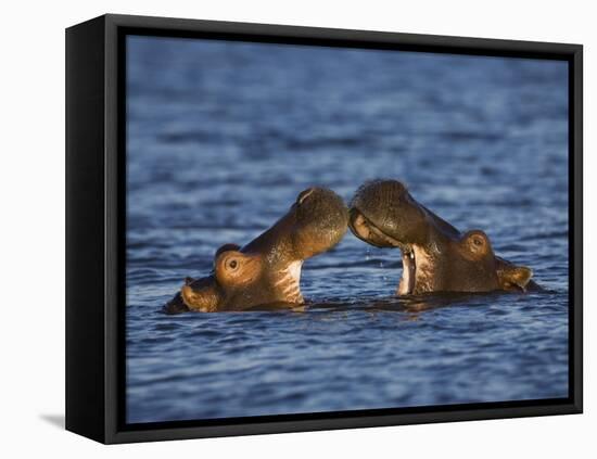 Two Hippopotamus Play Fighting, Chobe National Park, Botswana-Tony Heald-Framed Premier Image Canvas