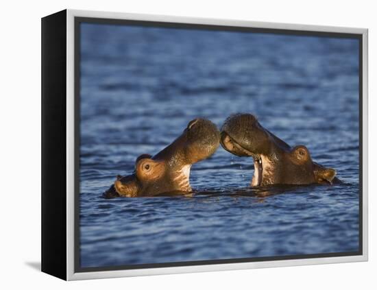 Two Hippopotamus Play Fighting, Chobe National Park, Botswana-Tony Heald-Framed Premier Image Canvas