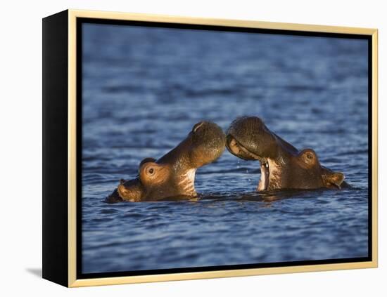 Two Hippopotamus Play Fighting, Chobe National Park, Botswana-Tony Heald-Framed Premier Image Canvas