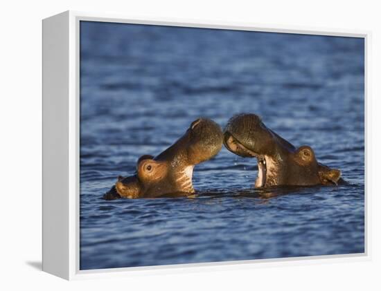 Two Hippopotamus Play Fighting, Chobe National Park, Botswana-Tony Heald-Framed Premier Image Canvas