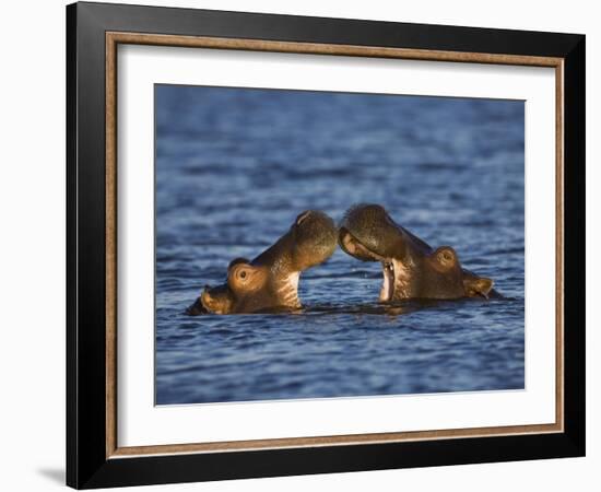 Two Hippopotamus Play Fighting, Chobe National Park, Botswana-Tony Heald-Framed Photographic Print