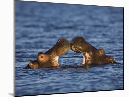 Two Hippopotamus Play Fighting, Chobe National Park, Botswana-Tony Heald-Mounted Photographic Print