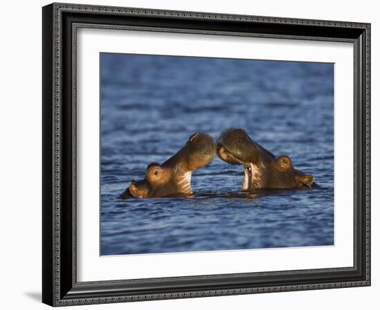 Two Hippopotamus Play Fighting, Chobe National Park, Botswana-Tony Heald-Framed Photographic Print