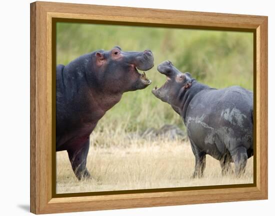 Two Hippopotamuses Sparring in a Forest, Ngorongoro Crater, Ngorongoro, Tanzania-null-Framed Premier Image Canvas