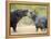 Two Hippopotamuses Sparring in a Forest, Ngorongoro Crater, Ngorongoro, Tanzania-null-Framed Premier Image Canvas