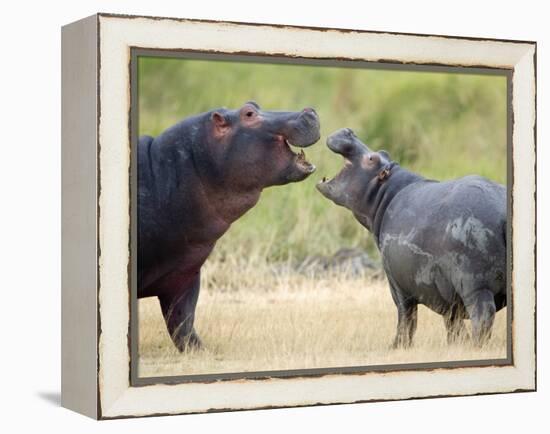 Two Hippopotamuses Sparring in a Forest, Ngorongoro Crater, Ngorongoro, Tanzania-null-Framed Premier Image Canvas