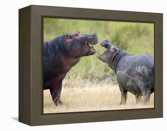 Two Hippopotamuses Sparring in a Forest, Ngorongoro Crater, Ngorongoro, Tanzania-null-Framed Premier Image Canvas