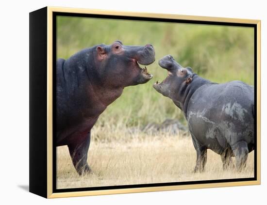 Two Hippopotamuses Sparring in a Forest, Ngorongoro Crater, Ngorongoro, Tanzania-null-Framed Premier Image Canvas
