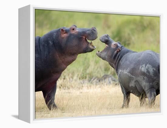 Two Hippopotamuses Sparring in a Forest, Ngorongoro Crater, Ngorongoro, Tanzania-null-Framed Premier Image Canvas