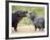 Two Hippopotamuses Sparring in a Forest, Ngorongoro Crater, Ngorongoro, Tanzania-null-Framed Photographic Print