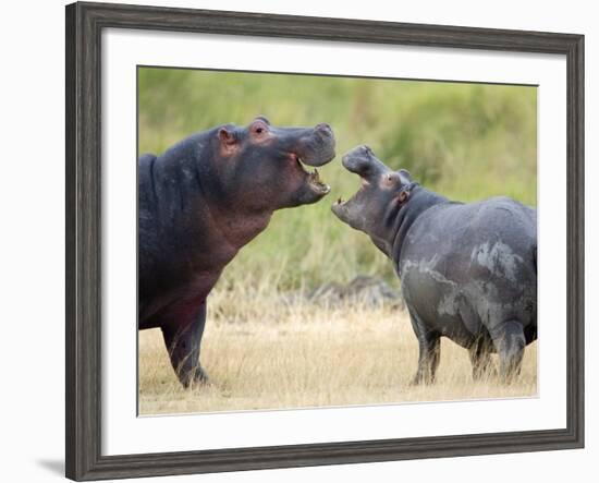 Two Hippopotamuses Sparring in a Forest, Ngorongoro Crater, Ngorongoro, Tanzania-null-Framed Photographic Print